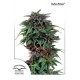 DURBAN POISON ® * DUTCH PASSION 10 SEMI REG