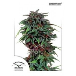 DURBAN POISON ® * DUTCH PASSION 10 SEMI REG