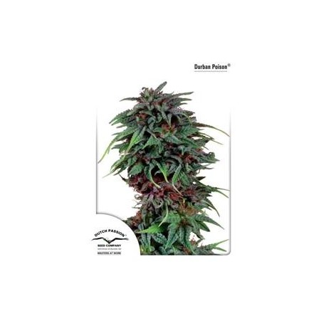 DURBAN POISON ® * DUTCH PASSION 10 SEMI REG