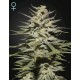 SUPER LEMON HAZE CBD* GREEN HOUSE FEMINIZED 10 SEMI 