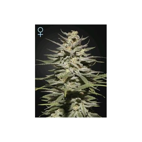 SUPER LEMON HAZE CBD* GREEN HOUSE FEMINIZED 10 SEMI 