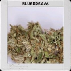 BLUE DREAM * BLIM BURN 3 SEMI FEM