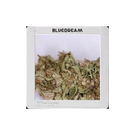 BLUE DREAM * BLIM BURN 3 SEMI FEM