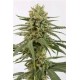 AMNESIA CBD * DINAFEM SEEDS 1 SEME FEM