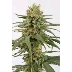 AMNESIA CBD * DINAFEM SEEDS 1 SEME FEM