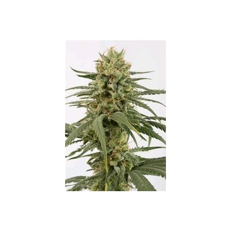 AMNESIA CBD * DINAFEM SEEDS 1 SEME FEM