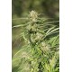 CHEESE CBD* DINAFEM SEEDS 1 SEME FEM