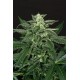 A.A.A. AUTO * EXOTIC SEEDS 3 SEMI FEM 