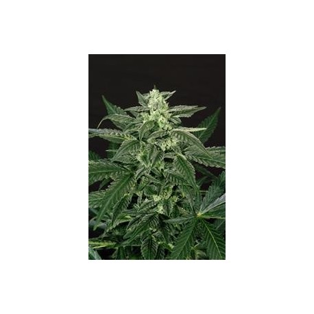 A.A.A. AUTO * EXOTIC SEEDS 3 SEMI FEM 