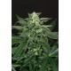 A.A.A. AUTO * EXOTIC SEEDS 5 SEMI FEM 