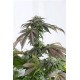 BUBBA KUSH CBD * DINAFEM SEEDS 3 SEMI FEM