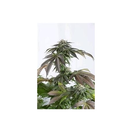 BUBBA KUSH CBD * DINAFEM SEEDS 3 SEMI FEM