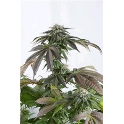 BUBBA KUSH CBD * DINAFEM SEEDS 5 SEMI FEM