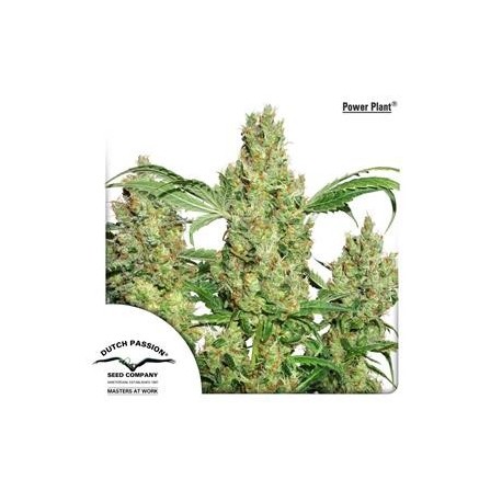 POWER PLANT ® * DUTCH PASSION 10 SEMI REG