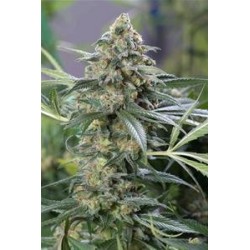 OG KUSH CBD * DINAFEM SEEDS 3 SEMI FEM