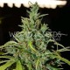 NEVILLE HAZE AUTO * WORLD OF SEEDS 3 SEMI FEM