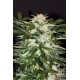 MONSTER MASH AUTO * EXOTIC SEEDS 5 SEMI FEM 