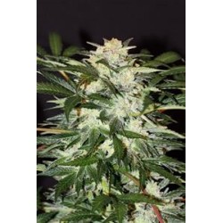 MONSTER MASH AUTO * EXOTIC SEEDS 5 SEMI FEM 