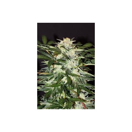 MONSTER MASH AUTO * EXOTIC SEEDS 5 SEMI FEM 