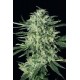 QUICK MASS * EXOTIC SEEDS 3 SEMI FEM 