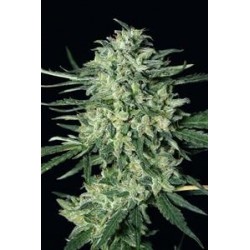 QUICK MASS * EXOTIC SEEDS 3 SEMI FEM 