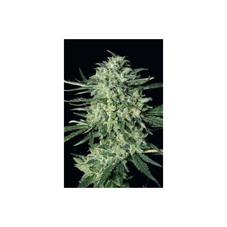 QUICK MASS * EXOTIC SEEDS 3 SEMI FEM 