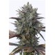 PURPLE ORANGE CBD* DINAFEM SEEDS 1 SEME FEM