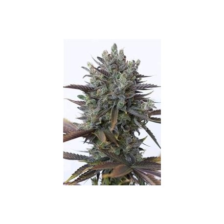 PURPLE ORANGE CBD* DINAFEM SEEDS 1 SEME FEM