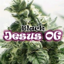 BLACK JESUS OG * DR UNDERGROUND 8 SEMI FEM 