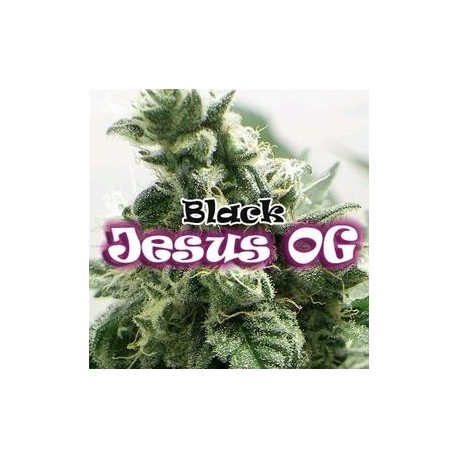 BLACK JESUS OG * DR UNDERGROUND 8 SEMI FEM 