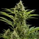 BUDDHA VESTA AUTO* BUDDHA SEEDS 1 SEME FEM