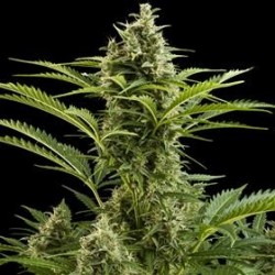 BUDDHA VESTA AUTO* BUDDHA SEEDS 1 SEME FEM