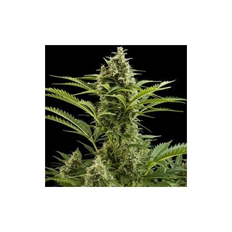 BUDDHA VESTA AUTO* BUDDHA SEEDS 1 SEME FEM