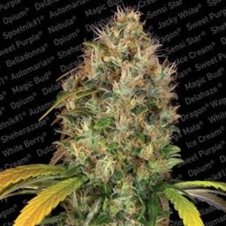 DUTCH KUSH * PARADISE SEEDS FEMINIZED 3 SEMI 