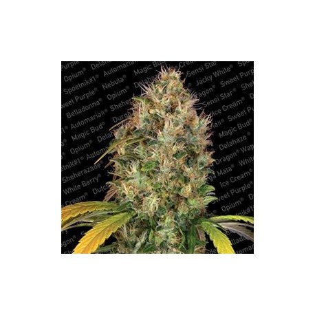 DUTCH KUSH * PARADISE SEEDS FEMINIZED 3 SEMI 