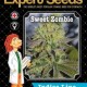 SWEET ZOMBIE * EXPERT SEEDS 5 SEMI FEM 