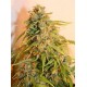 MISSING * EVA FEMALE SEEDS 3 SEMI FEM