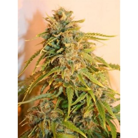 MISSING * EVA FEMALE SEEDS 3 SEMI FEM