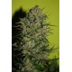 MONSTER * EVA FEMALE SEEDS 3 SEMI FEM 