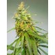 DURBAN * CANNABIOGEN 5 SEMI REG 