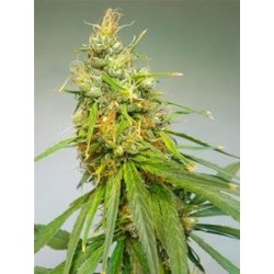 DURBAN * CANNABIOGEN 5 SEMI REG 