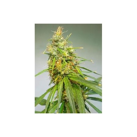 DURBAN * CANNABIOGEN 5 SEMI REG 