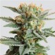 AUTO BLUEBERRY KUSH * NIRVANA FEMINIZED 5 SEMI FEM