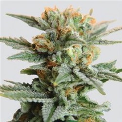 AUTO BLUEBERRY KUSH * NIRVANA FEMINIZED 5 SEMI FEM