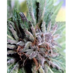 NEXUS * EVA FEMALE SEEDS 6 SEMI FEM 