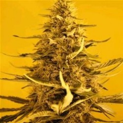 AUTO WHITE WIDOW * NIRVANA FEMINIZED 3 SEMI 