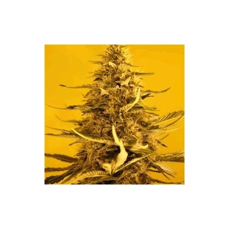 AUTO WHITE WIDOW * NIRVANA FEMINIZED 3 SEMI 