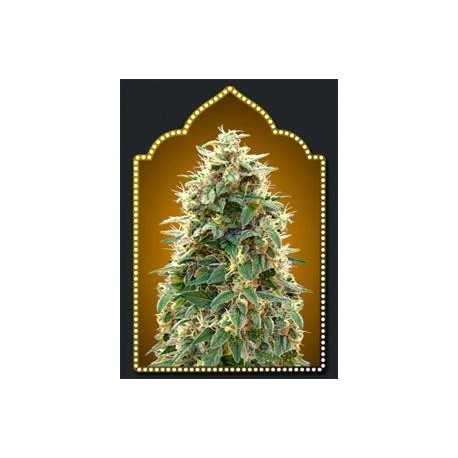 FEMINIZED COLLECTION #3* 00SEEDS 6 SEMI FEM