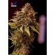 CARAMELICE CBD * POSITRONICS FEMINIZED 5 SEMI 