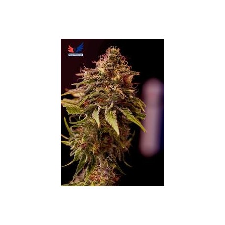 CARAMELICE CBD * POSITRONICS FEMINIZED 5 SEMI 